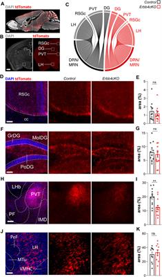 Developmental Disruption of Erbb4 in Pet1+ Neurons Impairs Serotonergic Sub-System Connectivity and Memory Formation